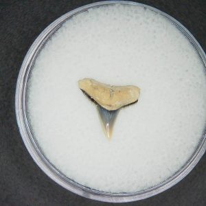 Carcharhinus brachyurus Extinct Shark Tooth Fossil for Sale #17