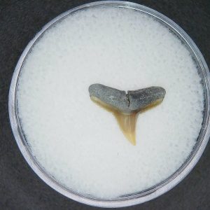 Carcharhinus brachyurus Extinct Shark Tooth Fossil for Sale #18