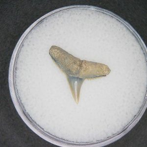 Carcharhinus brachyurus Extinct Shark Tooth Fossil for Sale #19