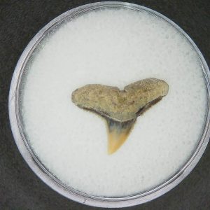 Carcharhinus brachyurus Extinct Shark Tooth Fossil for Sale #2