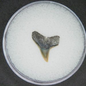 Carcharhinus brachyurus Extinct Shark Tooth Fossil for Sale #20