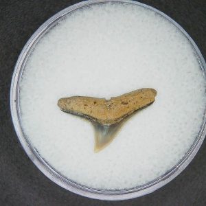 Carcharhinus brachyurus Extinct Shark Tooth Fossil for Sale #3