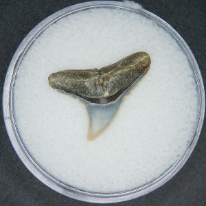 Carcharhinus brachyurus Extinct Shark Tooth Fossil for Sale #4