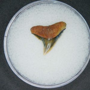 Carcharhinus brachyurus Extinct Shark Tooth Fossil for Sale #5