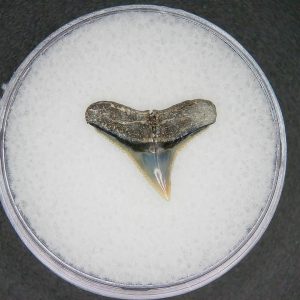 Carcharhinus brachyurus Extinct Shark Tooth Fossil for Sale #6
