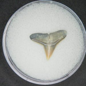 Carcharhinus brachyurus Extinct Shark Tooth Fossil for Sale #7