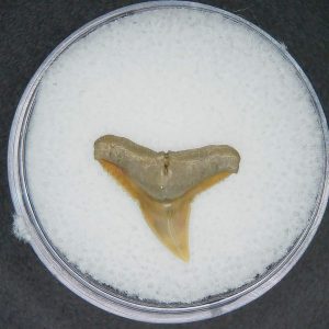Carcharhinus brachyurus Extinct Shark Tooth Fossil for Sale #8