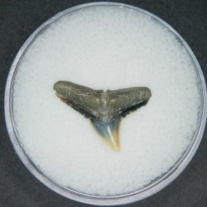 Carcharhinus brachyurus Extinct Shark Tooth Fossil for Sale #9