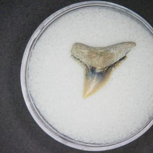 Carcharhinus falciformis Extinct Shark Tooth Fossil for Sale #1
