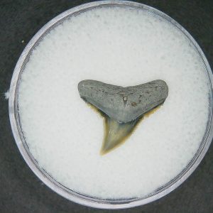 Carcharhinus falciformis Extinct Shark Tooth Fossil for Sale #10