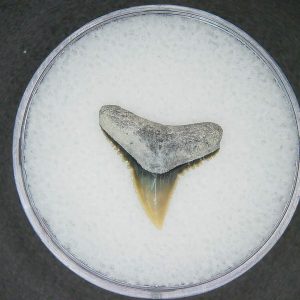 Carcharhinus falciformis Extinct Shark Tooth Fossil for Sale #11