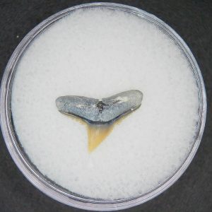 Carcharhinus falciformis Extinct Shark Tooth Fossil for Sale #12