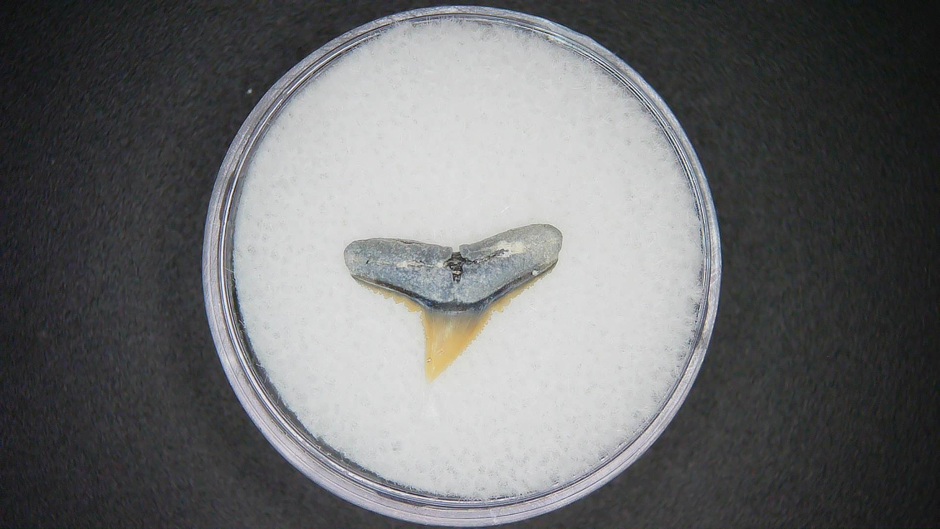 North Carolina Lee Creek Mine Carcharhinus falciformis Extinct Shark Tooth 12 | Fossils for Sale