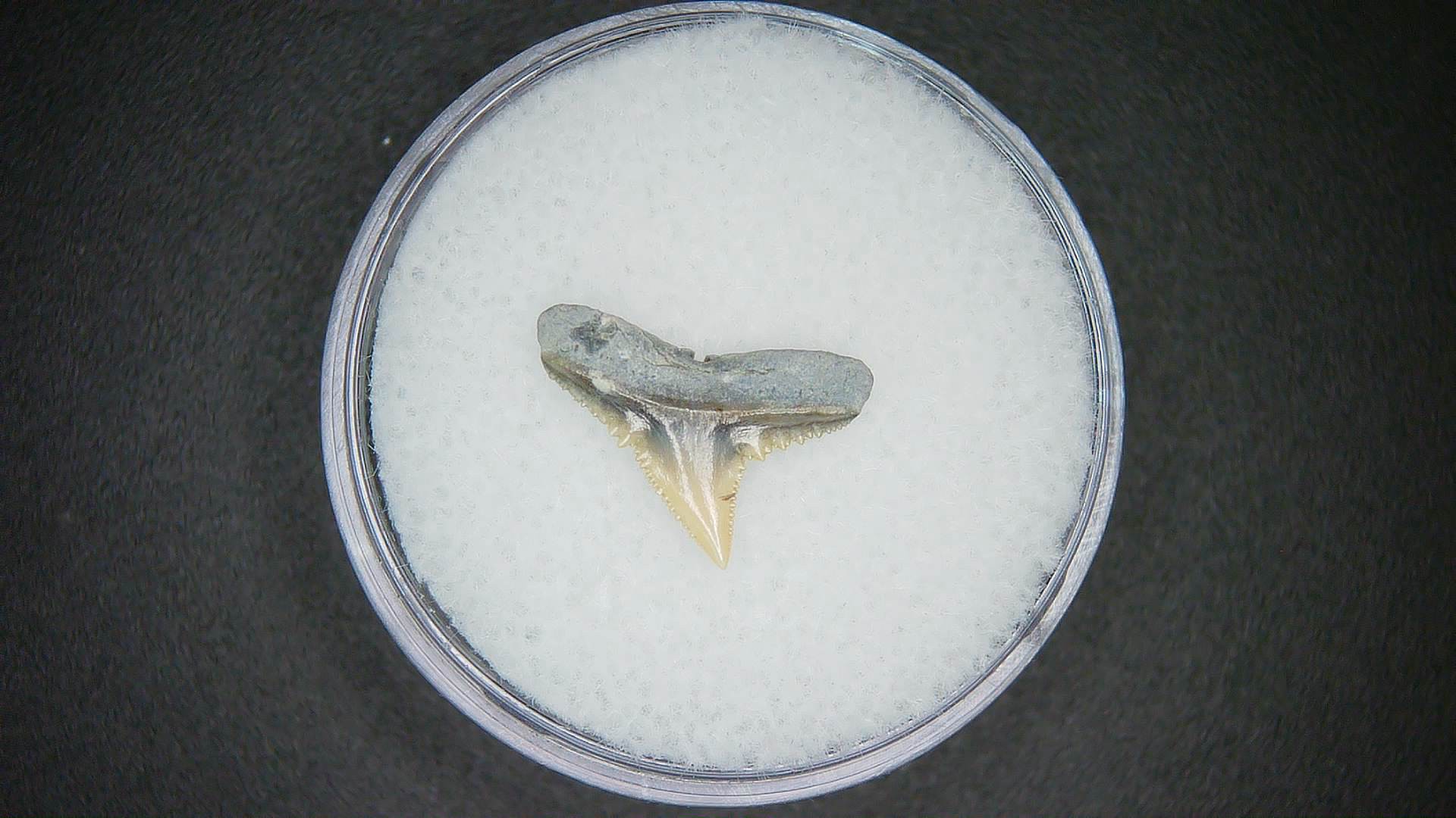 North Carolina Lee Creek Mine Carcharhinus falciformis Extinct Shark Tooth 12a | Fossils for Sale