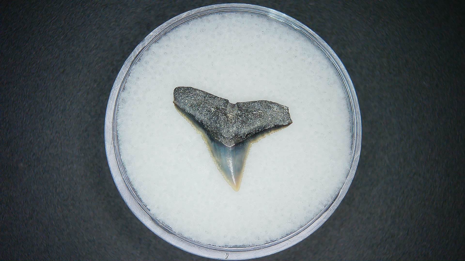 North Carolina Lee Creek Mine Carcharhinus falciformis Extinct Shark Tooth 13 | Fossils for Sale