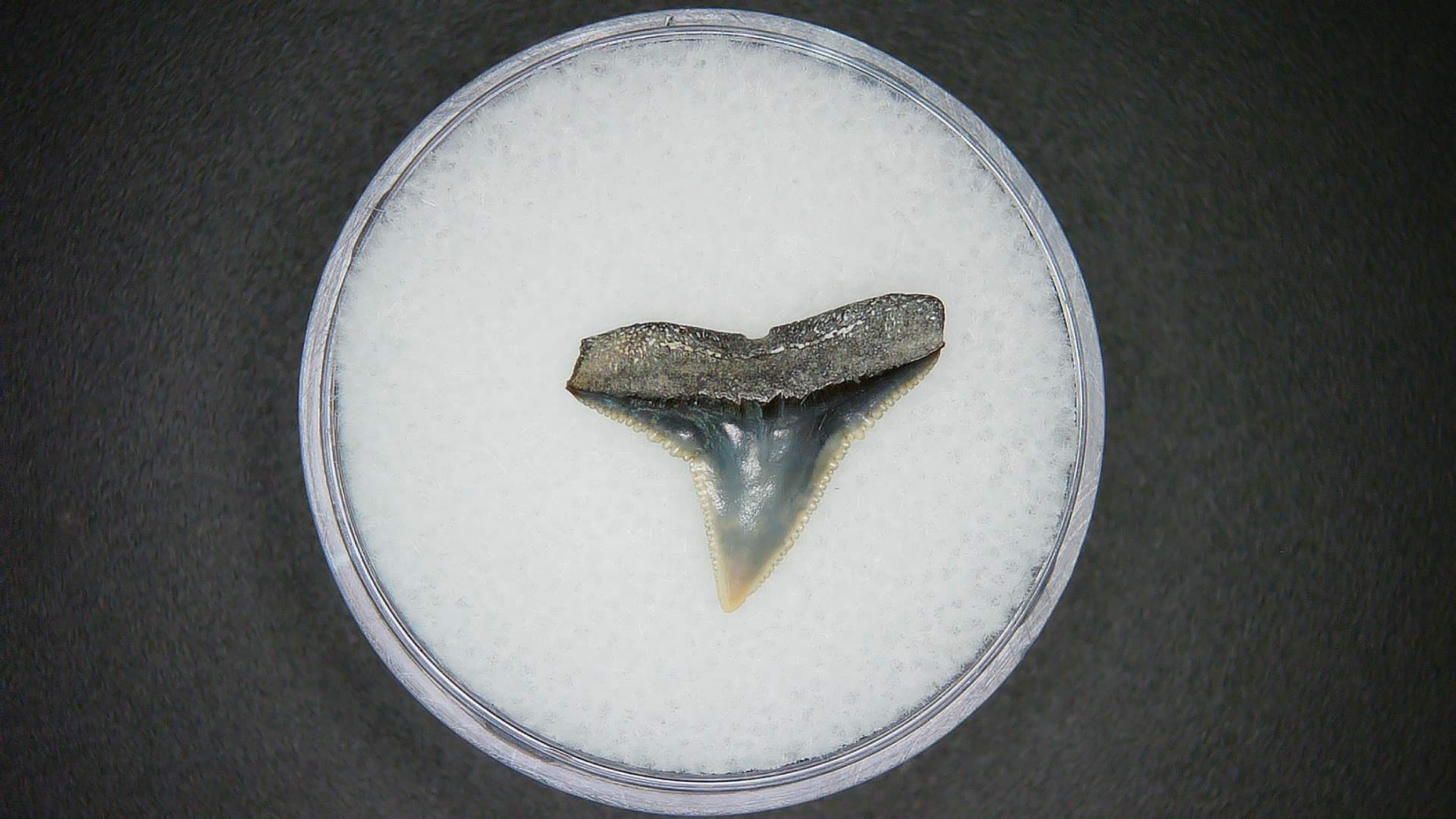 North Carolina Lee Creek Mine Carcharhinus falciformis Extinct Shark Tooth 13a | Fossils for Sale