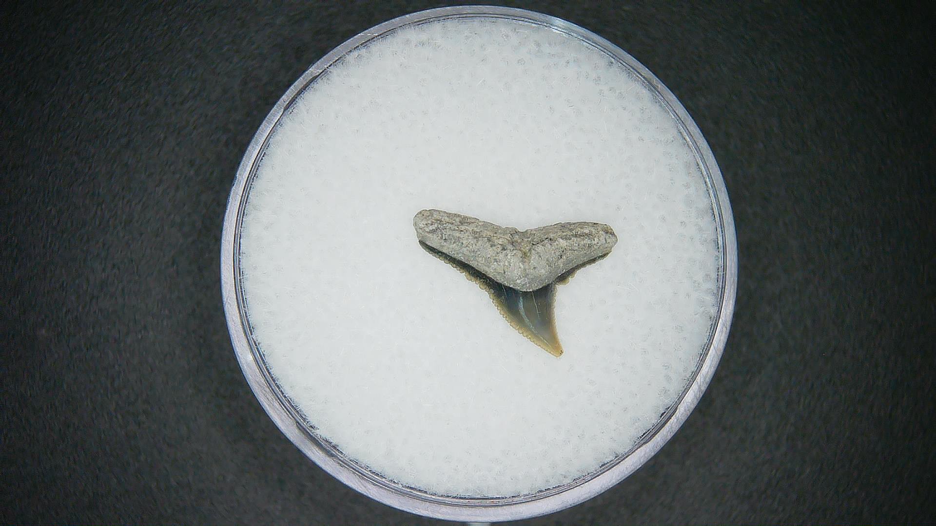 North Carolina Lee Creek Mine Carcharhinus falciformis Extinct Shark Tooth 14 | Fossils for Sale