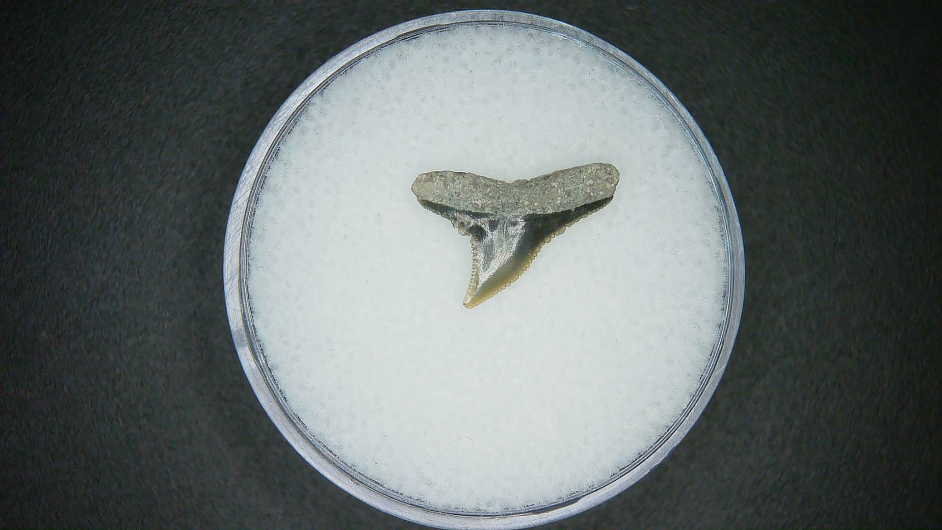 North Carolina Lee Creek Mine Carcharhinus falciformis Extinct Shark Tooth 14a | Fossils for Sale