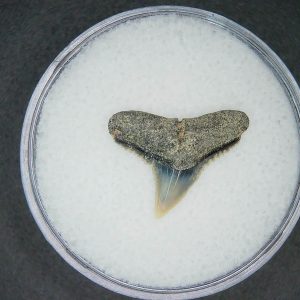 Carcharhinus falciformis Extinct Shark Tooth Fossil for Sale #15