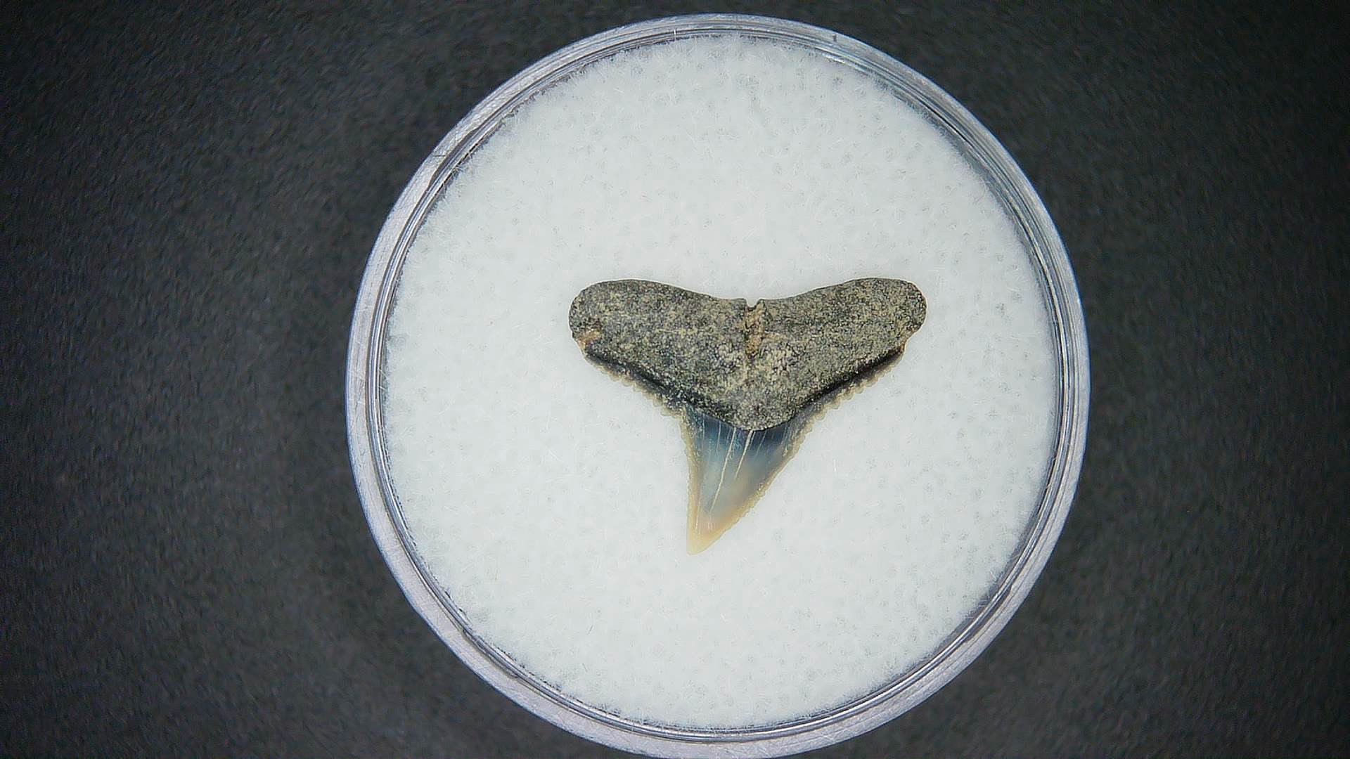 North Carolina Lee Creek Mine Carcharhinus falciformis Extinct Shark Tooth 15 | Fossils for Sale