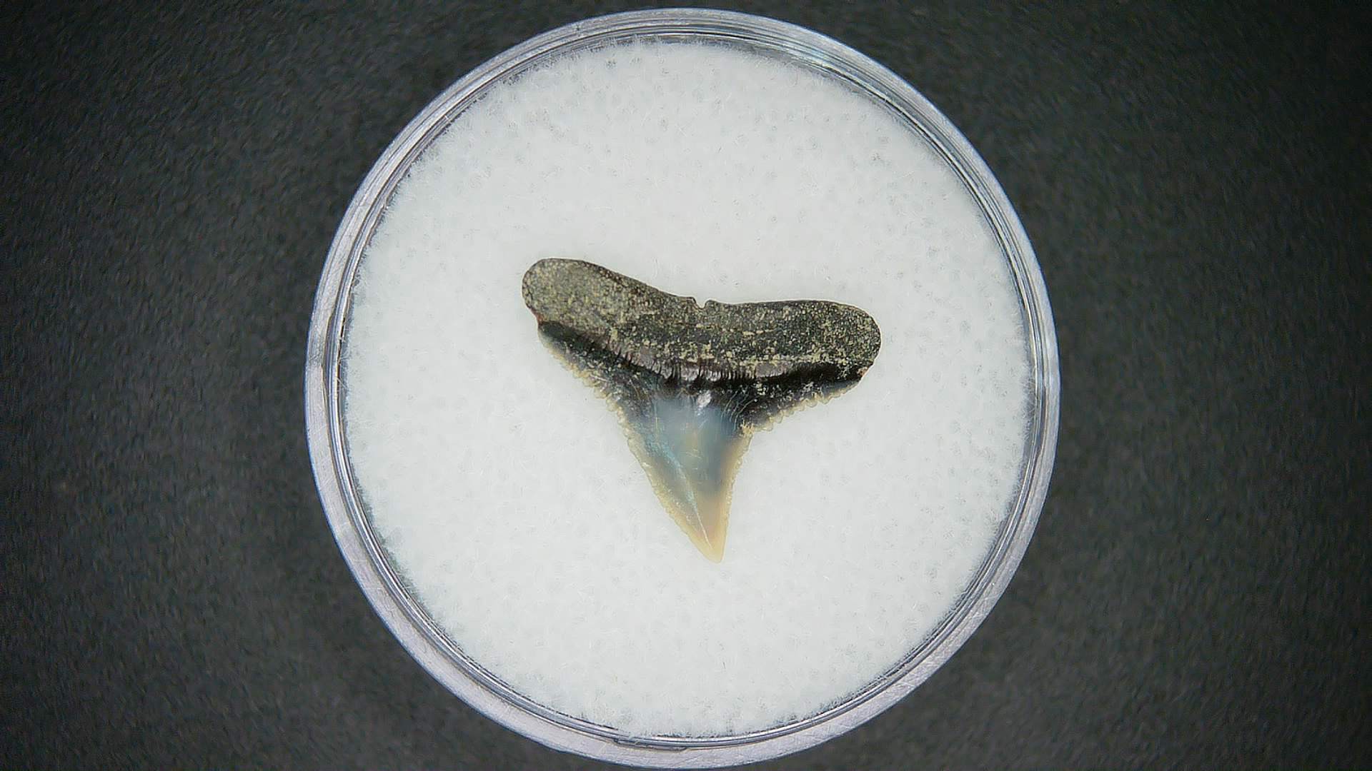 North Carolina Lee Creek Mine Carcharhinus falciformis Extinct Shark Tooth 15a | Fossils for Sale