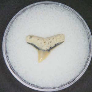 Carcharhinus falciformis Extinct Shark Tooth Fossil for Sale #16