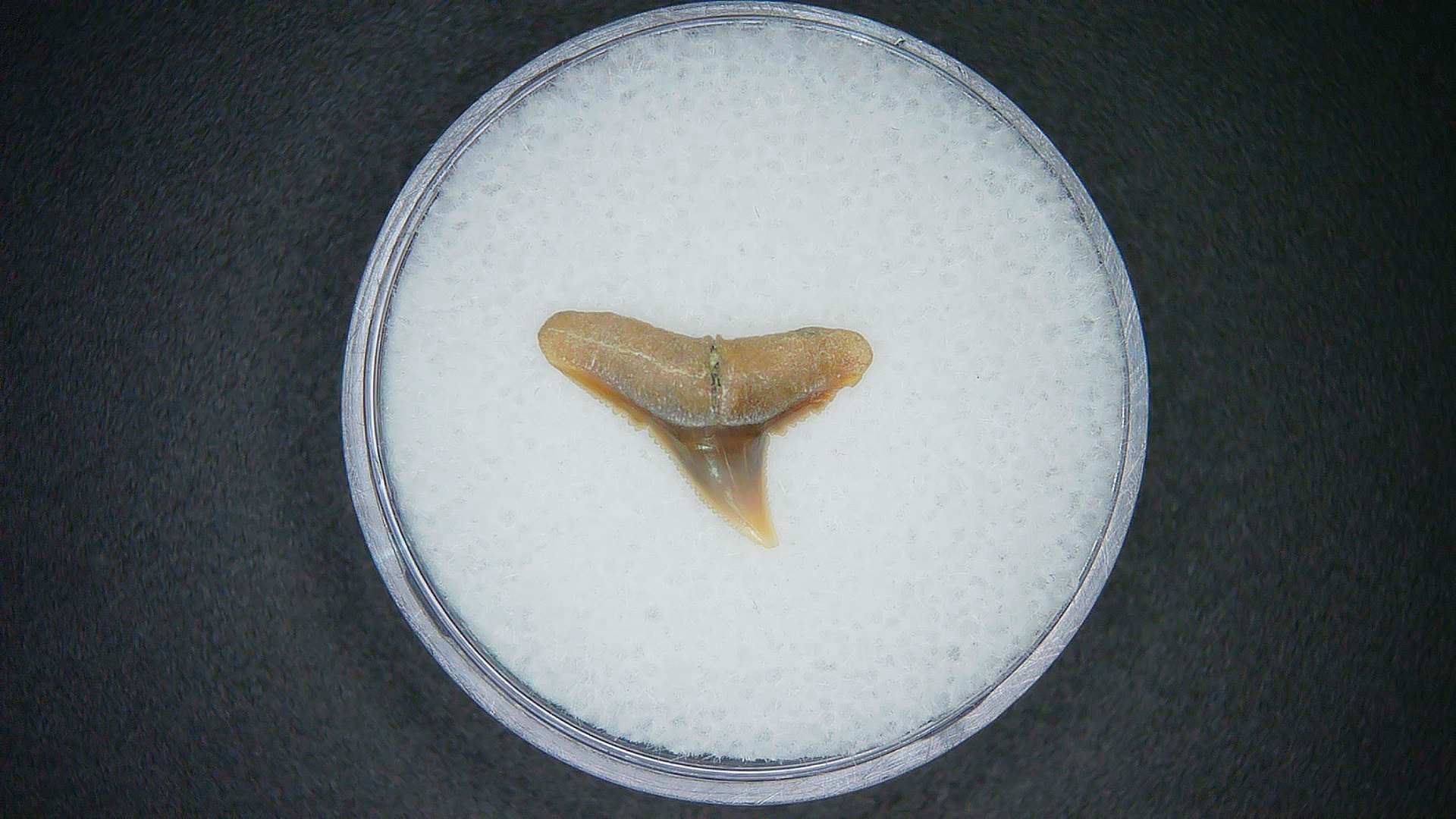 North Carolina Lee Creek Mine Carcharhinus falciformis Extinct Shark Tooth 17 | Fossils for Sale