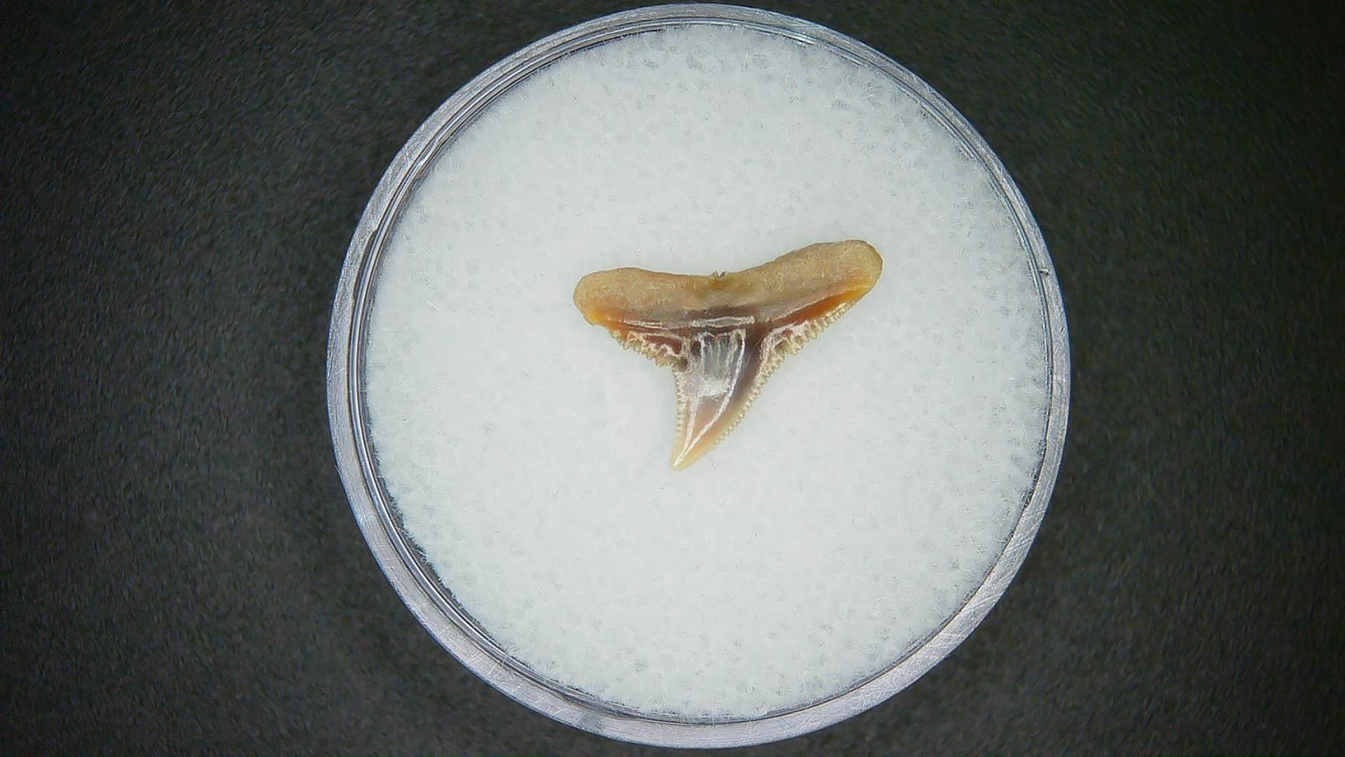 North Carolina Lee Creek Mine Carcharhinus falciformis Extinct Shark Tooth 17a | Fossils for Sale