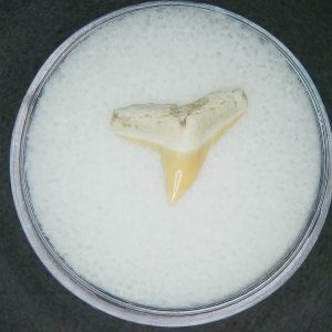 Carcharhinus falciformis Extinct Shark Tooth Fossil for Sale #19