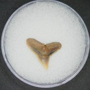 Carcharhinus falciformis Extinct Shark Tooth Fossil for Sale #2