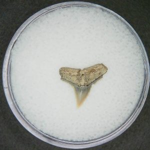 Carcharhinus falciformis Extinct Shark Tooth Fossil for Sale #20