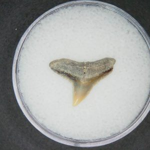 Carcharhinus falciformis Extinct Shark Tooth Fossil for Sale #3