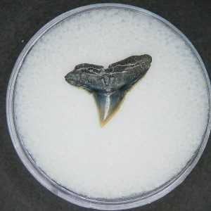 Carcharhinus falciformis Extinct Shark Tooth Fossil for Sale #4