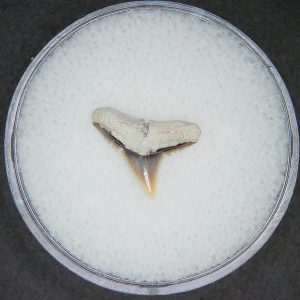 Carcharhinus falciformis Extinct Shark Tooth Fossil for Sale #5