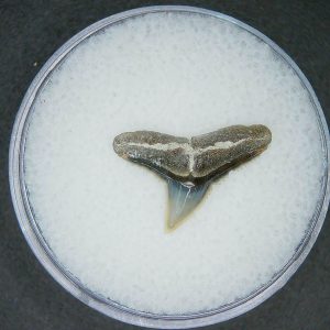 Carcharhinus falciformis Extinct Shark Tooth Fossil for Sale #6