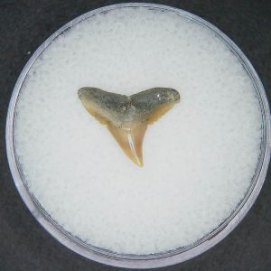 Carcharhinus falciformis Extinct Shark Tooth Fossil for Sale #7