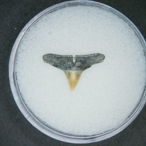 Carcharhinus falciformis Extinct Shark Tooth Fossil for Sale #8