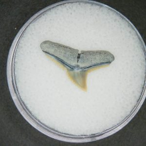 Carcharhinus falciformis Extinct Shark Tooth Fossil for Sale #9