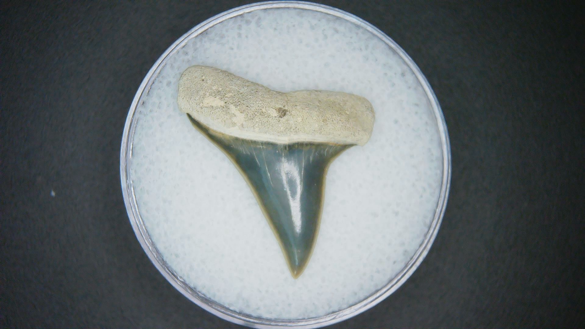 North Carolina Lee Creek Mine Carcharodon hastalis Extinct Mako Shark Tooth 1 | Fossils for Sale