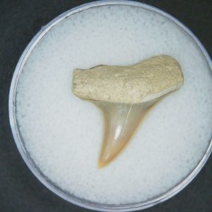 Carcharodon hastalis Extinct Mako Shark Tooth Fossil for Sale #10