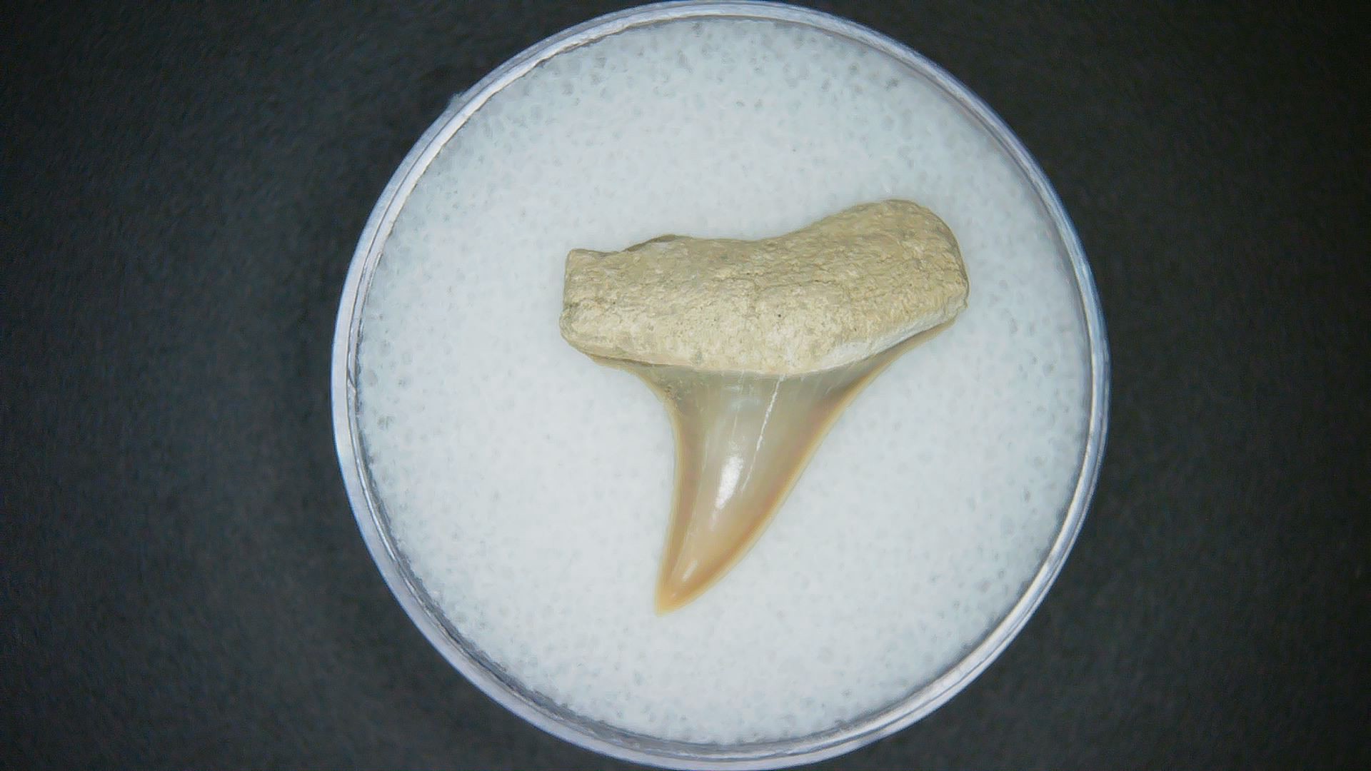 North Carolina Lee Creek Mine Carcharodon hastalis Extinct Mako Shark Tooth 10 | Fossils for Sale