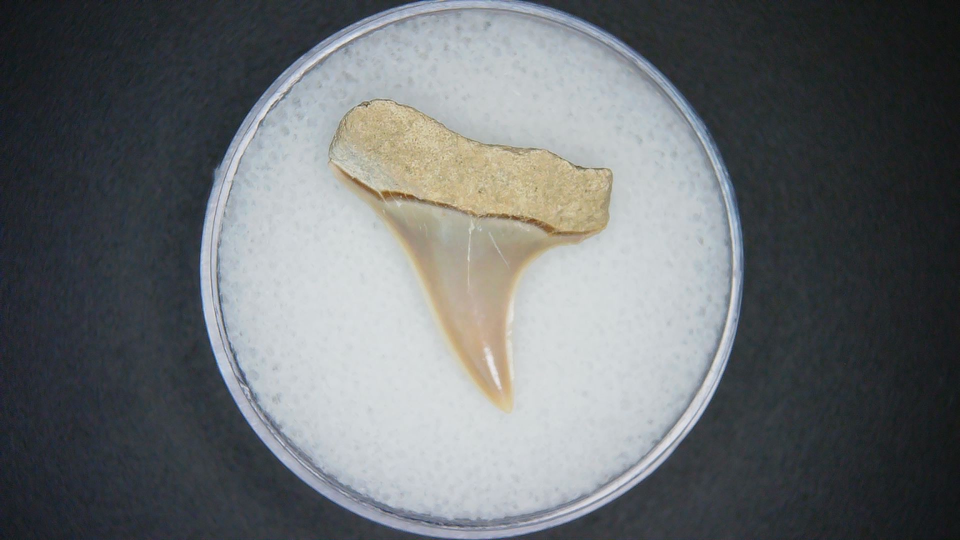 North Carolina Lee Creek Mine Carcharodon hastalis Extinct Mako Shark Tooth 10a | Fossils for Sale