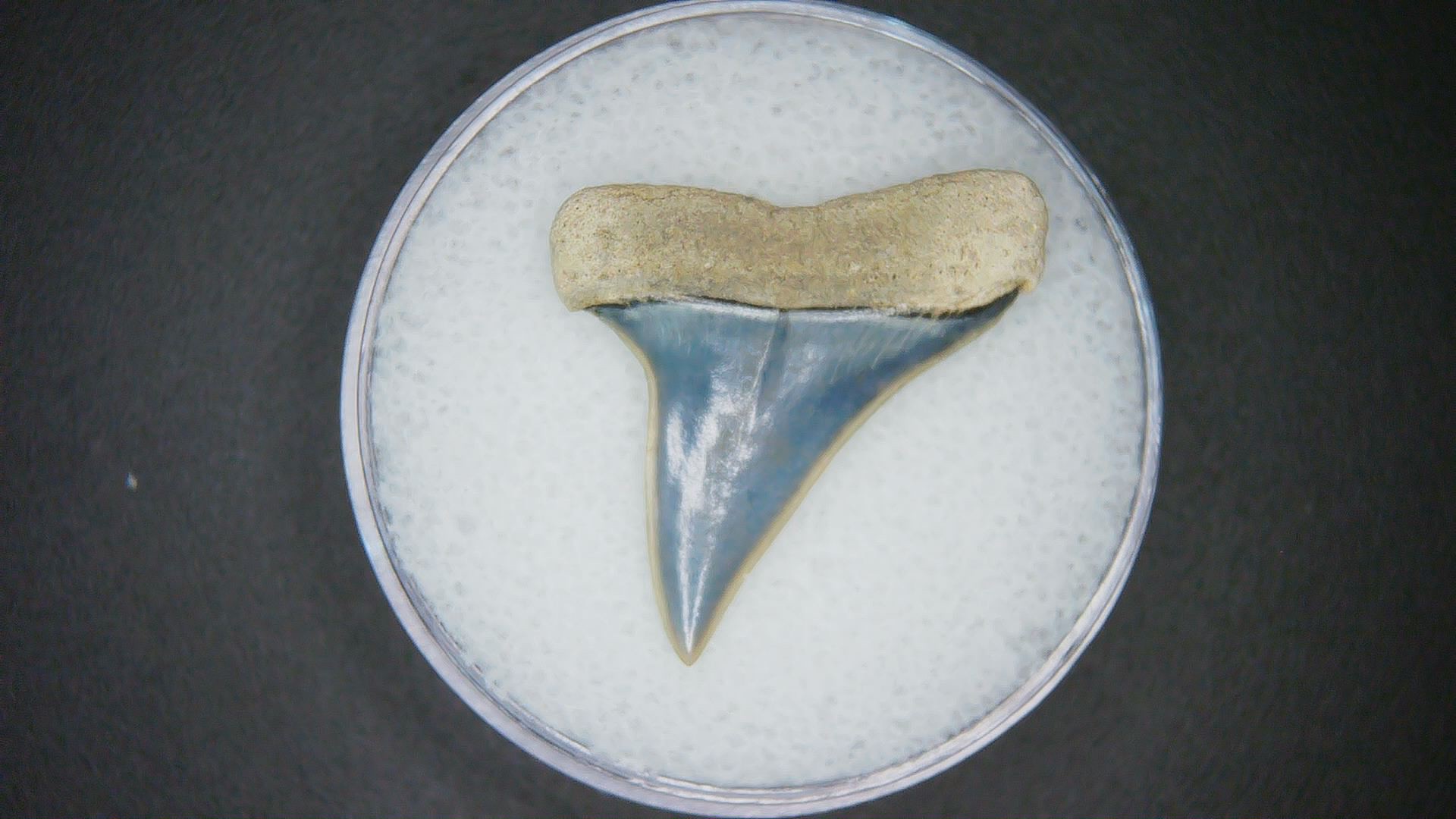 North Carolina Lee Creek Mine Carcharodon hastalis Extinct Mako Shark Tooth 1a | Fossils for Sale