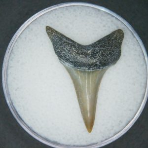Carcharodon hastalis Extinct Mako Shark Tooth Fossil for Sale #2