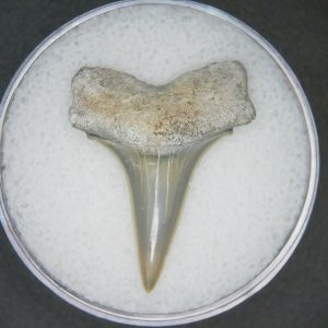 Carcharodon hastalis Extinct Mako Shark Tooth Fossil for Sale #3