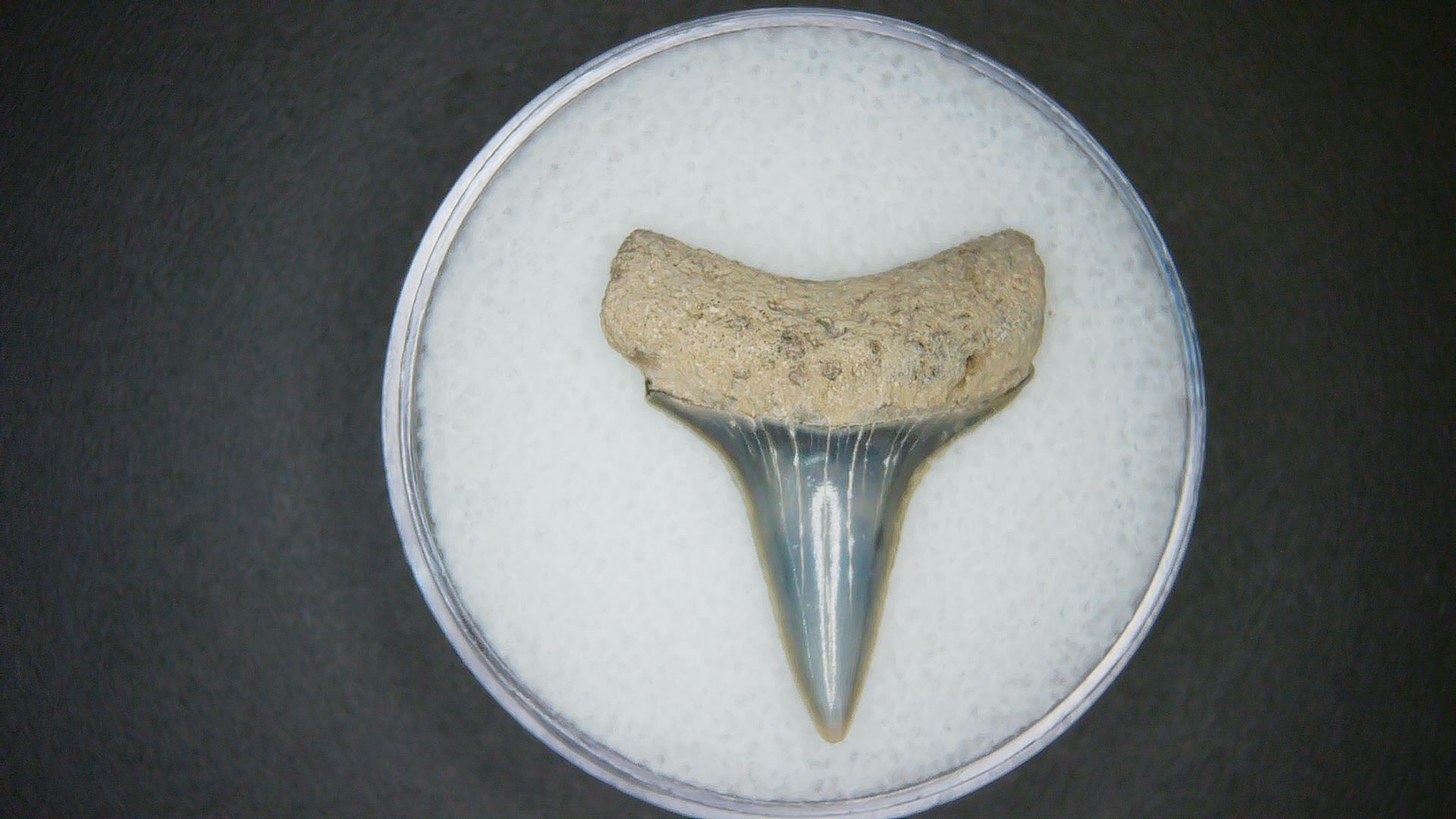 North Carolina Lee Creek Mine Carcharodon hastalis Extinct Mako Shark Tooth 6 | Fossils for Sale