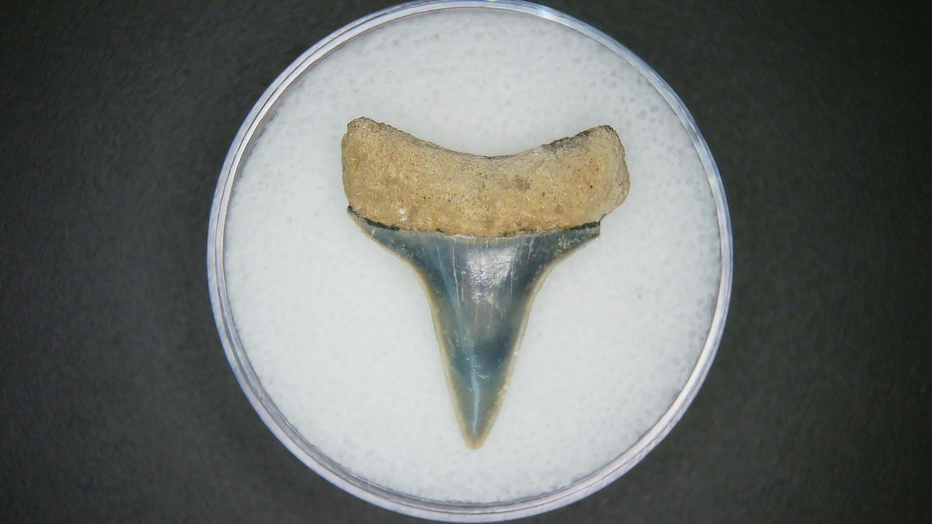 North Carolina Lee Creek Mine Carcharodon hastalis Extinct Mako Shark Tooth 6a | Fossils for Sale