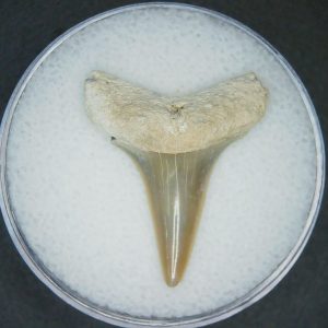 Carcharodon hastalis Extinct Mako Shark Tooth Fossil for Sale #7