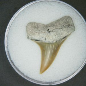 Carcharodon hastalis Extinct Mako Shark Tooth Fossil for Sale #8
