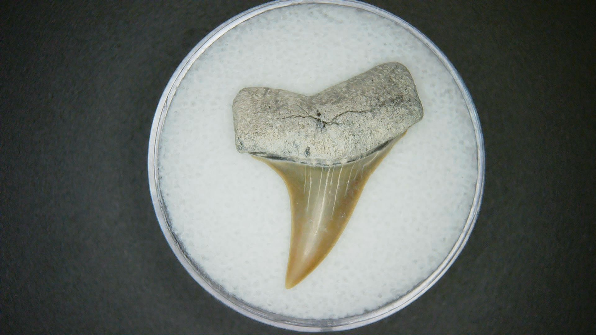 North Carolina Lee Creek Mine Carcharodon hastalis Extinct Mako Shark Tooth 8 | Fossils for Sale